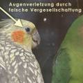 augenverletzung.jpg