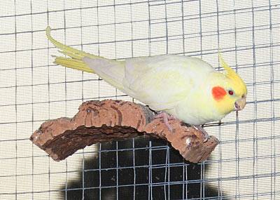 flori_fenster_7.jpg flori_fenster_7.jpg