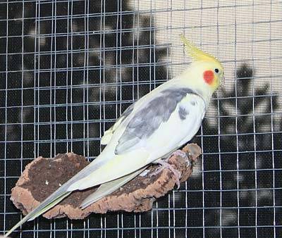 flori_fenster_8.jpg flori_fenster_8.jpg