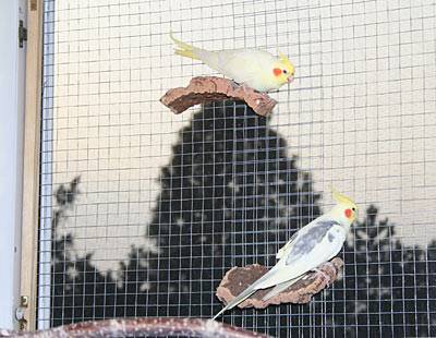 flori_fenster_t.jpg flori_fenster_t.jpg