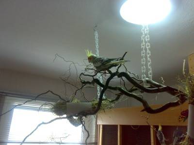 hotaru_haengeplatz_05.jpg hotaru_haengeplatz_05.jpg