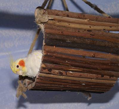 jana_weidenbrueckenschaukel_1.jpg jana_weidenbrueckenschaukel_1.jpg