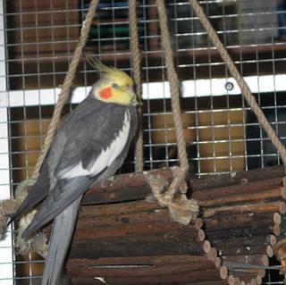 jana_weidenbrueckenschaukel_3.jpg jana_weidenbrueckenschaukel_3.jpg