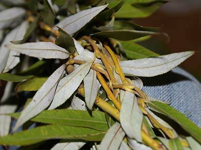 jana_weidenringe_5.jpg jana_weidenringe_5.jpg