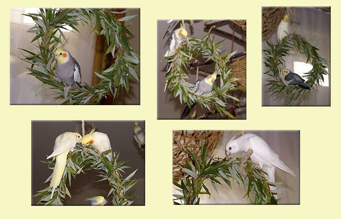 jana_weidenringe_7.jpg jana_weidenringe_7.jpg