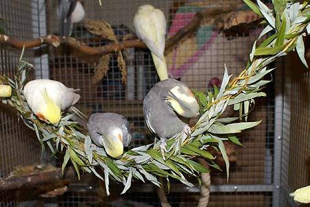 jana_weidenringe_8.jpg jana_weidenringe_8.jpg