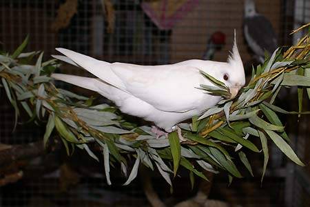 jana_weidenringe_9.jpg jana_weidenringe_9.jpg