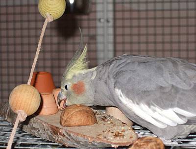 jantin_heban_1.jpg jantin_heban_1.jpg