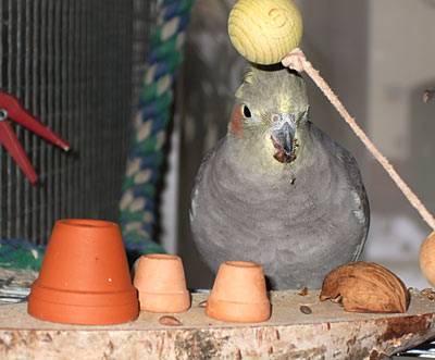 jantin_heban_t.jpg jantin_heban_t.jpg