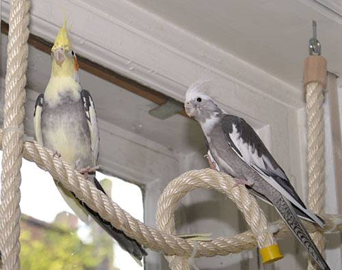 jantin_netz_3.jpg jantin_netz_3.jpg