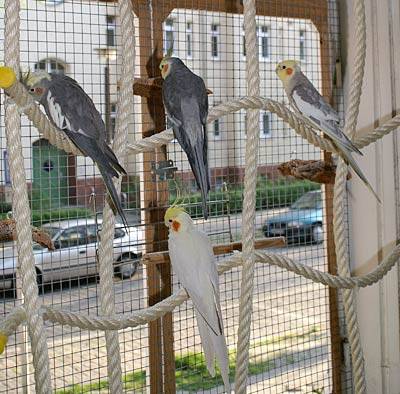 jantin_netz_5.jpg jantin_netz_5.jpg