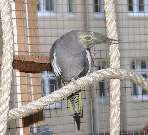 jantin_netz_6.jpg jantin_netz_6.jpg