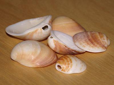 material_muscheln.jpg