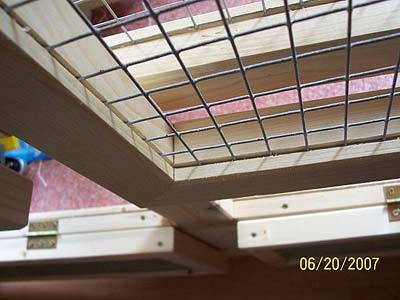 nymphicus_voli_3.jpg nymphicus_voli_3.jpg