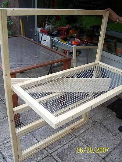 nymphicus_voli_6.jpg nymphicus_voli_6.jpg