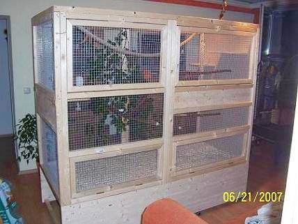 nymphicus_voli_t.jpg nymphicus_voli_t.jpg