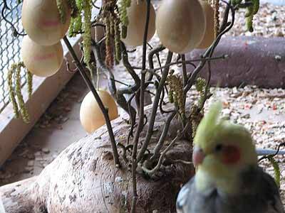 pek_osterstrauss_2.jpg pek_osterstrauss_2.jpg