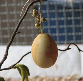 pek_osterstrauss_3.jpg pek_osterstrauss_3.jpg