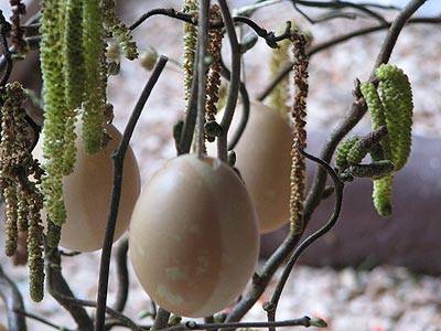 pek_osterstrauss_4.jpg pek_osterstrauss_4.jpg