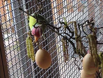 pek_osterstrauss_5.jpg pek_osterstrauss_5.jpg