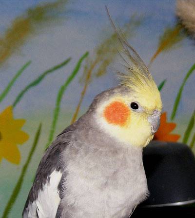 shanti_schutztapete_4.jpg shanti_schutztapete_4.jpg