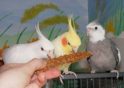 shanti_schutztapete_5.jpg shanti_schutztapete_5.jpg