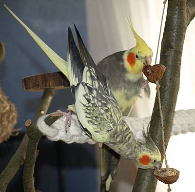 shanti_walnusskette_2.jpg shanti_walnusskette_2.jpg