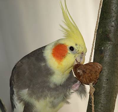 shanti_walnusskette_3.jpg shanti_walnusskette_3.jpg