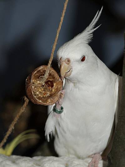 shanti_walnusskette_4.jpg shanti_walnusskette_4.jpg