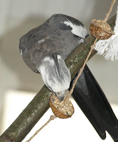 shanti_walnusskette_6.jpg shanti_walnusskette_6.jpg