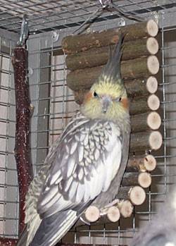 wir_schlafschaukel_10.jpg wir_schlafschaukel_10.jpg