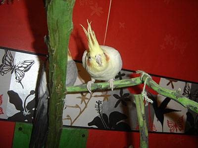 zuendy_bluemchen_7.jpg zuendy_bluemchen_7.jpg