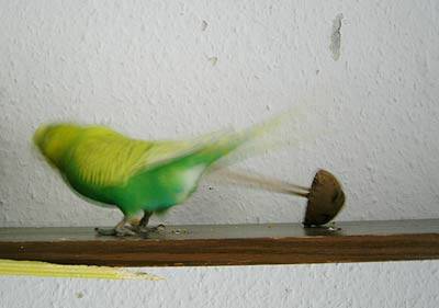 zuendy_wackelei_5.jpg zuendy_wackelei_5.jpg