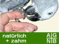 agnb_ruegengeier.jpg