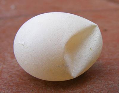 weiche_schale.jpg