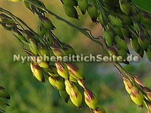 broomcorn2.jpg