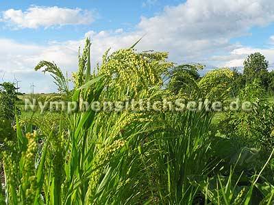 silberhirse1.jpg