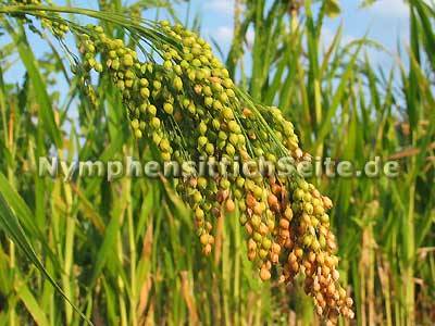 silberhirse2.jpg