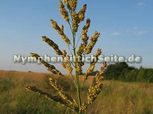 sorghum3.jpg