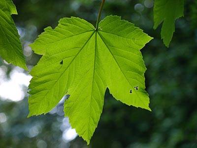 ahorn11.jpg ahorn11.jpg