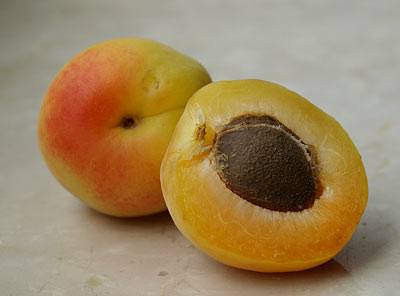 aprikose_1.jpg