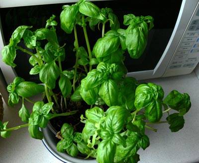 basilikum1.jpg basilikum1.jpg