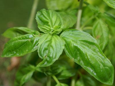 basilikum2.jpg
