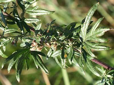 beifuss1.jpg beifuss1.jpg