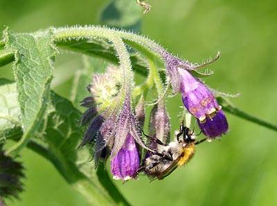 beinwell_t.jpg beinwell_t.jpg