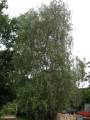 birke3.jpg