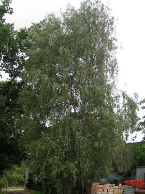 birke3.jpg