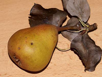 birne1.jpg birne1.jpg