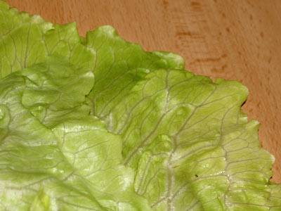 kopfsalat2.jpg