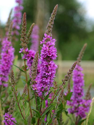 blutweiderrich_t.jpg blutweiderrich_t.jpg